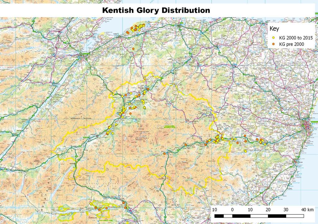 Kentish Glory occurs in four discrete populations in Scotland; Badenoch and Strathspey, Deeside, Culbin Forest on the Moray coast and Highland Perthshire (where it has not been recorded since 2000)