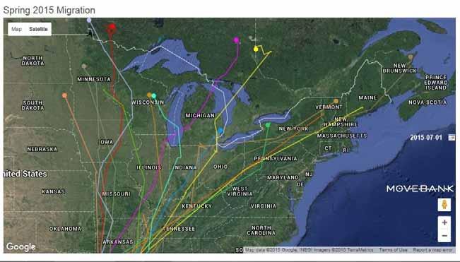 Update on Woodcock Migration Satellite Telemetry Study Woodcock migration has become even more interesting since this satellite telemetry study began.