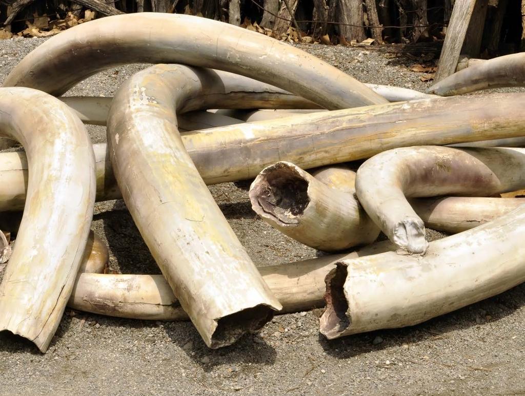THE ISSUE Poaching and Illegal Wildlife Trafficking (IWT) are reaching unprecedented levels, threatening the long-term survival of populations of numerous keystone species including the African