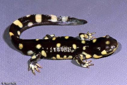 Major Events in Ambystoma californiense History 1853 John Edward Gray (British Museum) names species 1925 Tracy Storer - publishes description CTS and its habits 1971 CDFG propose CTS for list of