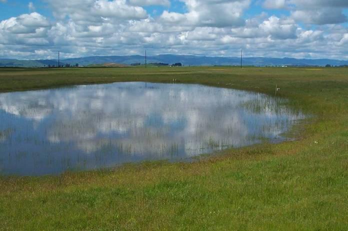 Aquatic Habitat Important Issues Vernal pools/sag ponds (natural habitat) Constructed ponds (more common today) Hydroperiod Must persist into May (July or August better)