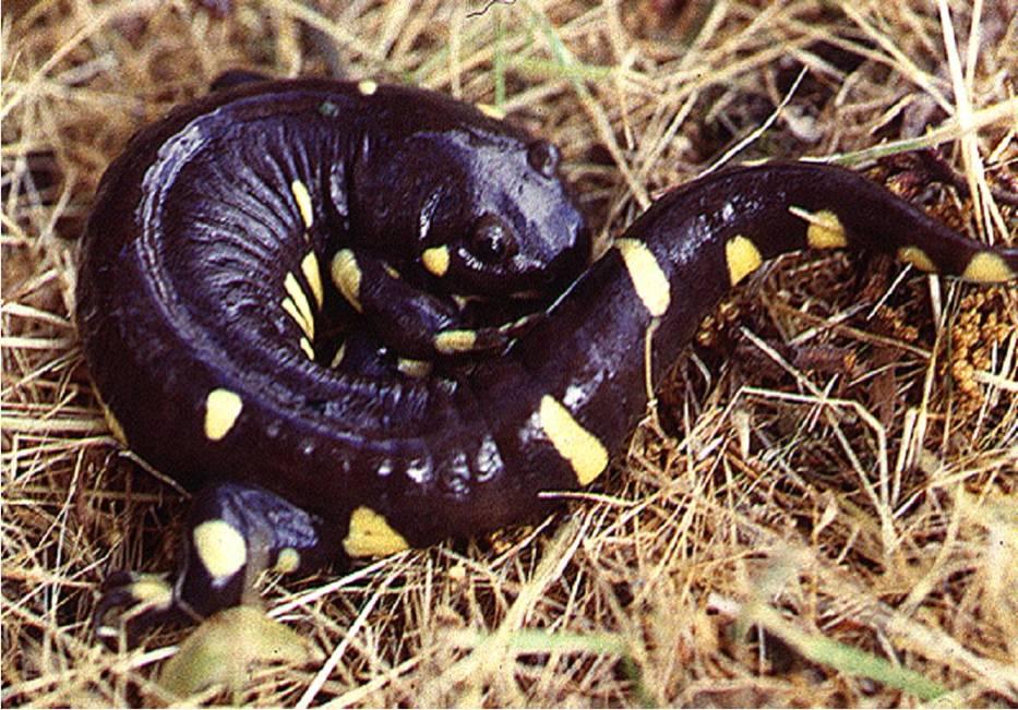 Amphibian aquatic eggs, thin scaleless skin Salamander four legs and a tail Mole salamander Family Ambystomatidae