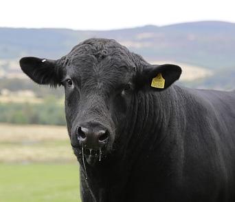 Name: Date: Period: Agricultural Animal Genetics - Polledness in Cattle Some cattle have horns, and some don t. Cattle born without horns are called polled.