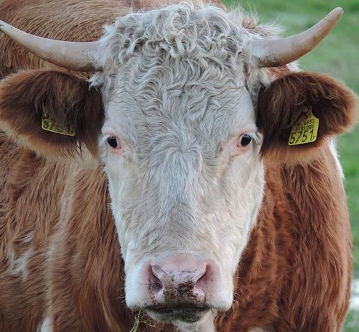 (Note that horns are different from antlers. Horns are present on animals like cattle and goats; males and females can have horns, and they are not shed.