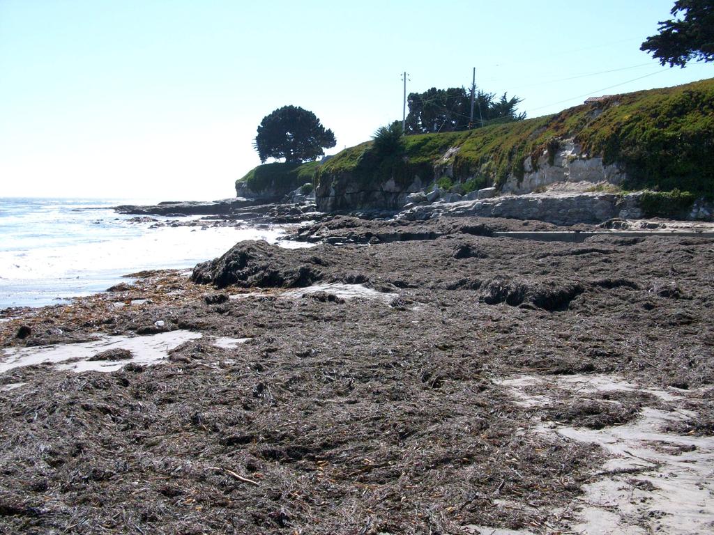 kelp beach - why does this kelp accumulate here