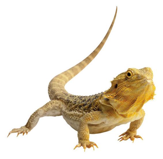adaptations of reptiles include Waterproof