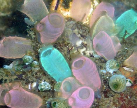 Tunicates - Sea Squirts Fossil record- appeared in early Cambrian