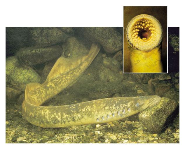 Jawless fish- Lamprey Vertebrates Adult has toothed, funnel-like sucking mouth No