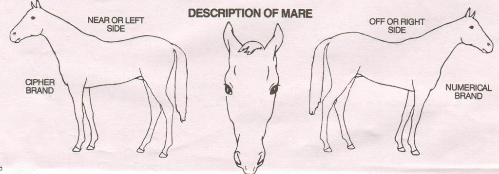 Please draw the white markings and brands of your broodmare on the diagram below Mare physical Description: Brands: Competition highlights: Mare Status Maiden Not in foal Currently in foal to Missed