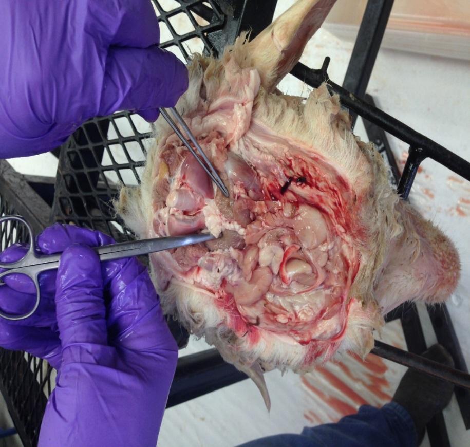 Chronic Wasting Disease (CWD) Medial Retropharyngeal Lymph Node Collection Insert the closed