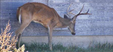 Tests For Chronic Wasting Disease Postmortem CWD Testing options available from the Texas A&M