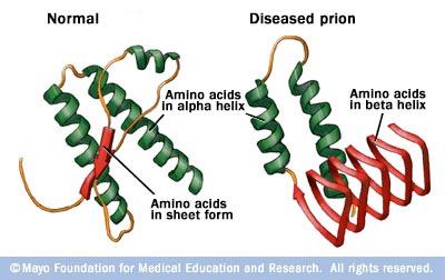 What is a Prion?