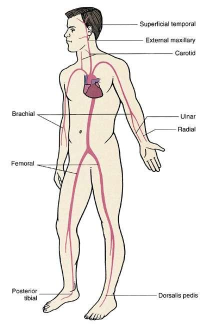 Pressure points are located where a blood