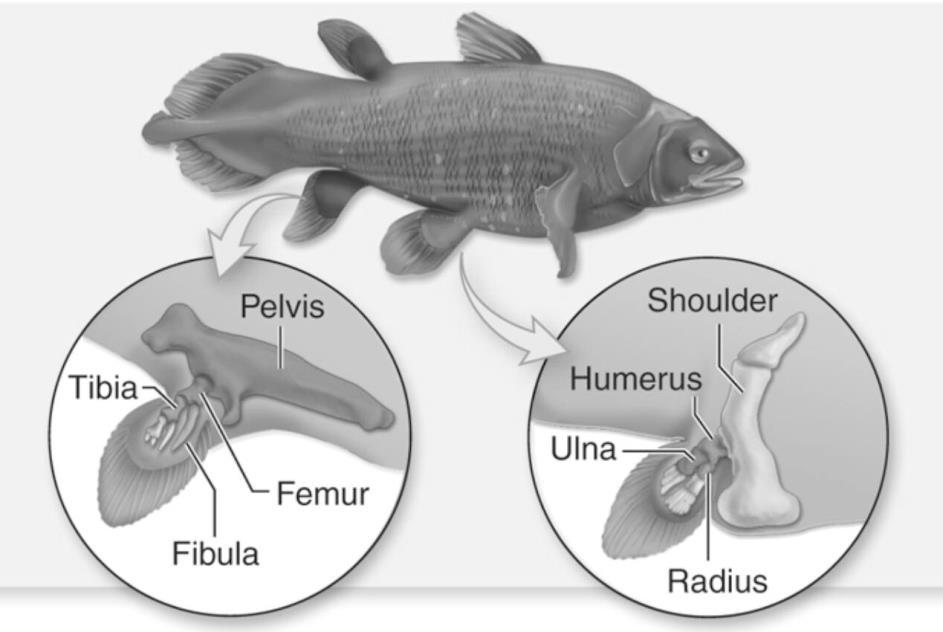 The fins are very flexible & potentially useful for supporting the body on land. Figure 6.1: Lobe-Finned Fish Tetrapods, or land vertebrates, are most likely descended from lungfish.