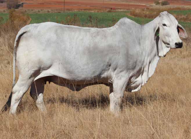LOT 105 EXCEPTIONAL BRANDWATER COW LADY HOT 846 Totals M - F 1 1 R Name Brandwater Lady Hot846 Tag HOT09846 Area Eastern Freestate Sire Bos Blanco Ele Sugar Lox79 Dam Brandwater Lady Hot 01 231 Age