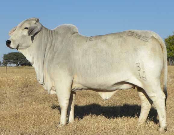 LOT 106 EXTRAORDINARY LINEBRED LOXEY GAMEL 55 HEIFER, GRANDVIEW MISS SUVILLE, IN CALF TO SA RECORD PRICED BULL R10 SIR CRISTOFF Totals M - F 1 1 R Name Grandview Miss Suville Tag GBS1431 Area North