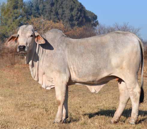 LOT 101 EXCEPTIONAL GREY BRAHMAN HEIFER LADY FIONA R10 1532 Totals M - F 1 1 R Name R10 Lady Fiona Tag R101532 Area Gauteng Sire RIO Sir Power C Dam RIO Salute The Lady Age category Sub Adult Age at