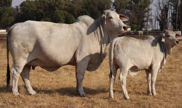 LOT 102 EXCEPTIONAL GREY BRAHMAN COW, DAUGHTER OF RENOWN BULL BOS 04 194, IN CALF TO BOS 10 73 Totals M - F 1 +1 1 +1 R Name BOS BLANCO BOS LOX10202 Tag BOS10202 Area Vrystaat Sire BOS Blanco LOX REX