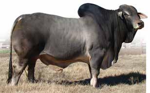 501355348 Lot 2 Bos 10 202 Top line bred Sugarland Loxacrata 63 cow Renown Sugarland bred bulls HBS 82 112 and HBS 80 14 highest priced bulls on the first Show Case Hunt Sale Bos 10 202 Maternal sib