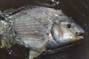black bream love slow moving lures with lots of pauses, as opposed to yellow fin that respond well to faster retrieves.