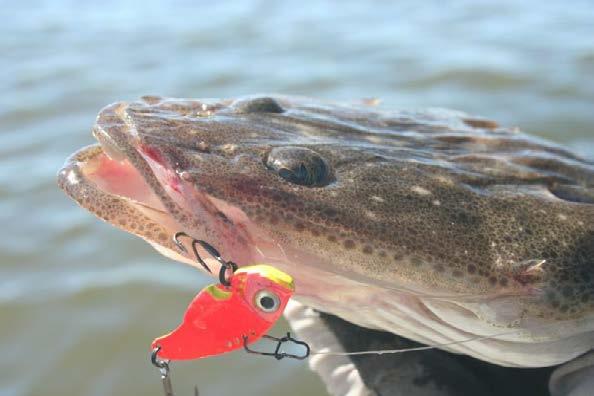 Blades are a versatile lure option and quality blades can be jigged, cast or trolled.
