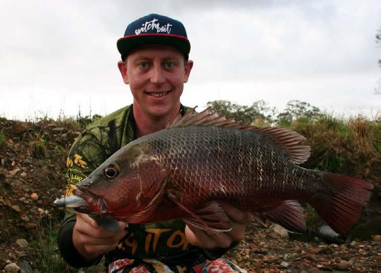 Mangrove Jack are one of my favourite fish to target because they hit so hard and fight dirty.