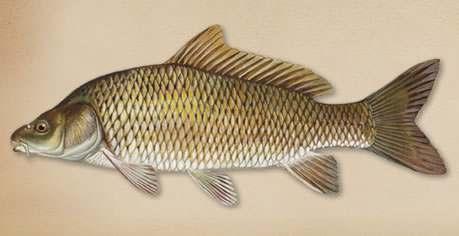 Common Carp This is one of the largest members of the minnow family, The carps closest look-alikes may be the bigmouth and smallmouth buffalos, which despite their resemblance to the carp, belong to
