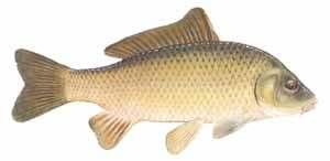 The carp, and the buffalos all grow fairly large with deep bodies; relatively small, protractile mouths; a forked tail; a single, long dorsal fin on the back; and large scales.