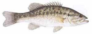 Spotted Bass OTHER NAMES Kentucky Spotted Bass, Spotted Black Bass DESCRIPTION The species epithet