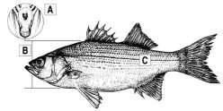 Identification of White, Striped and Hybrid Striped Bass White Bass A Has one tooth patch near the