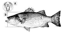 Striped Bass A Has two, distinct tooth patches near the midline towards the back of the tongue. B Body slender, less than 1/3 length. C Stripes distinct, several extend to tail.