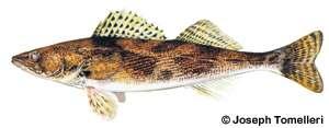 Sauger The sauger resembles its close relative the walleye. Saugers, however, are usually smaller.