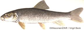 The sucker family, is closely allied with the minnow family. Suckers are soft-rayed fishes that possess a toothless, protractile mouth with distinctive thick lips.