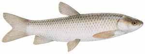 Grass Carp The grass carp is one of the largest members of the minnow family. The body is oblong with moderately large scales, while the head has no scales.