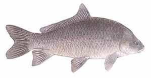 Smallmouth Buffalo The back and sides are light brown or otherwise dark with a coppery or greenish tent. The belly is pale yellow to white.