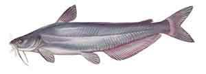 Blue Cat Blue catfish have a forked tail, and are sometimes very similar to channel catfish.
