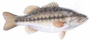 Largemouth Bass OTHER NAMES Black Bass, Bigmouth Bass, DESCRIPTION Largemouth bass grow 4 to 6 inches (10 to 15 cm) during their first year, 8 to 12 inches (20 to 30 cm) in two years, 16 inches (40