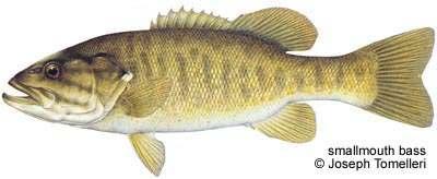 OTHER NAMES Brown Bass DESCRIPTION The smallmouth bass is generally green with dark vertical bands