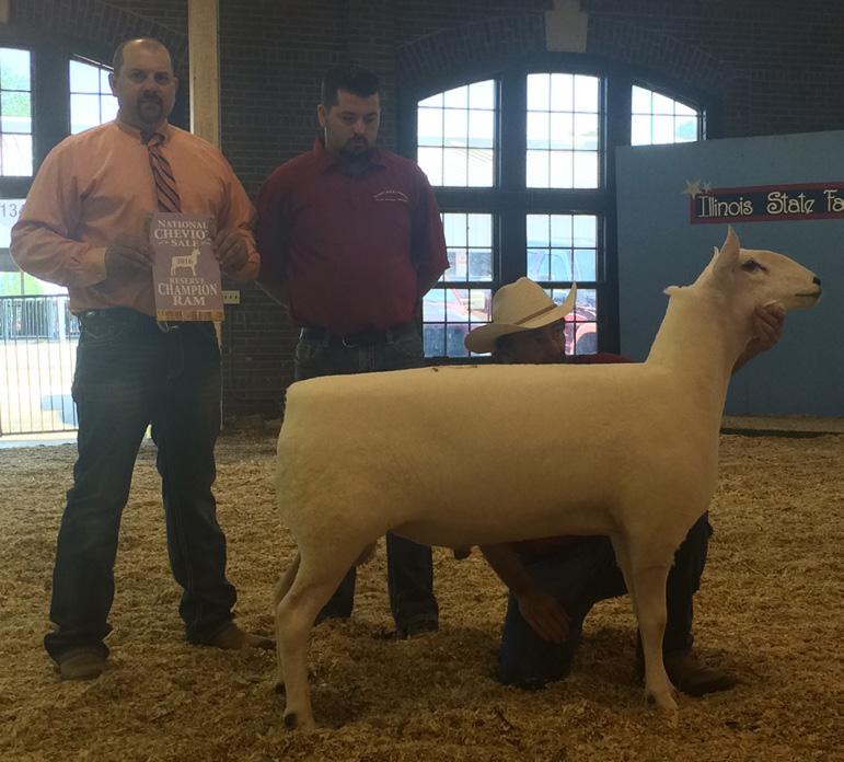 Reserve Champion Ram at the 2016 National Cheviot Show and Sale Lot 44- February Ewe Lamb SEE 17-09 QR+ Born: 2-21-17 TW Sire: Flynn 16-2 8942U Dam: Devries 54-14 14348J Just a real complete ewe lamb