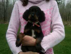 My New Gordon Setter Puppy. Clearcut Northwinds Sierra At 7 Weeks.