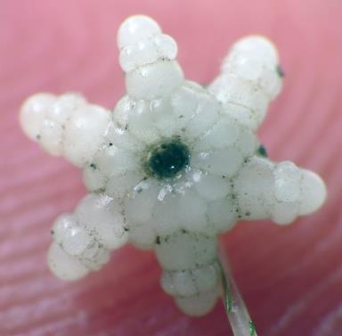 than 1/3-inch (~1 cm) Only male starry stonewort has been
