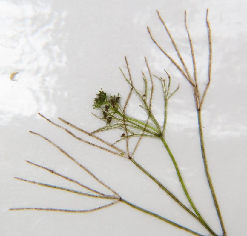 Identification Starry stonewort