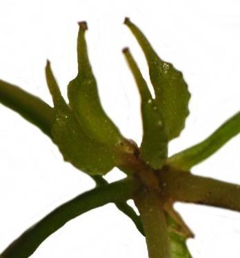 Identification Horned pondweed (Zannichellia