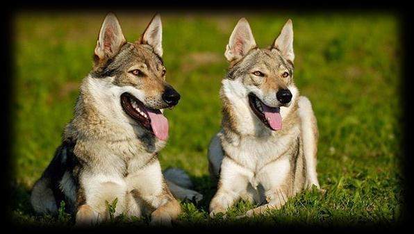 Possible problem with Czech Wolfdogs In Hungary we have some Czech Wolfdogs.