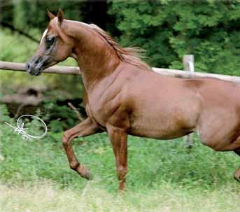 Santoro/ Italy Owner: Dubai Arabian Horse Stud/ UAE 2008 Arabesque International Festival: Senior Champion Mare Photo: Erwin Escher Photo:
