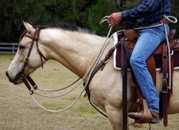 Junior horses (5 years old and under) that are shown with a hackamore