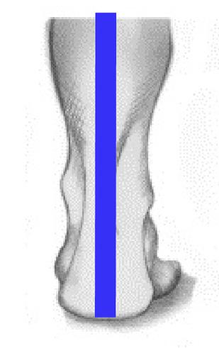 As your foot lands in midstance, it should become more pronated to allow for shock absorption and any ground terrain changes (2) (see figure 2 and box 1).