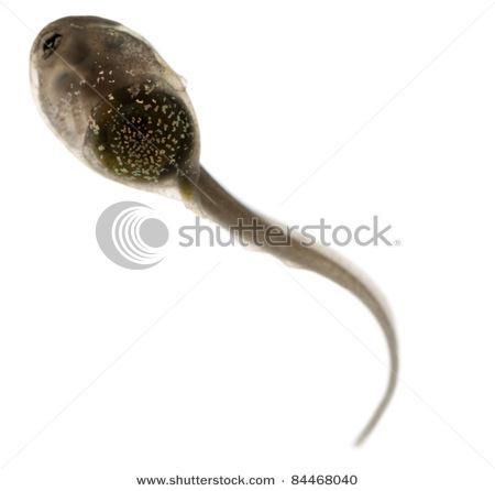 tissues. The Tadpole has a long tail and it lives in the water.