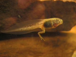 2. Tadpole with Legs (6-9 weeks): The head is more distinct, Start to