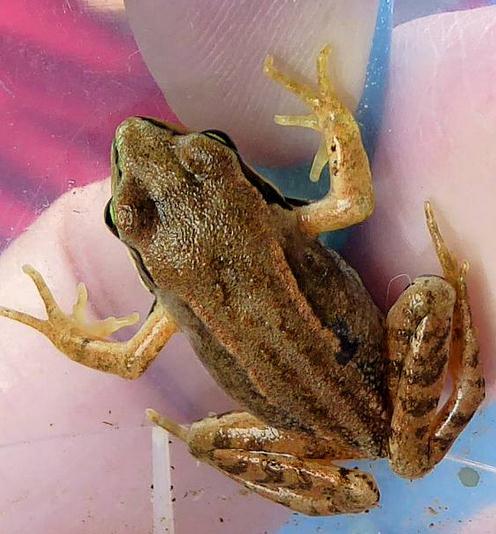 This frog will live mostly on land, with occasional swims.